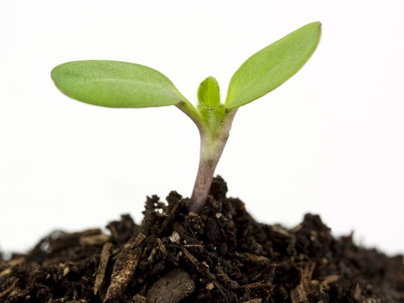 Seedling