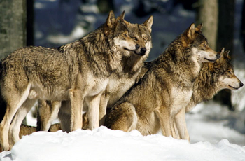 fourwolf-Book22