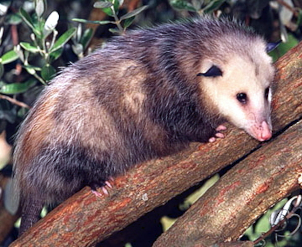 opossum1