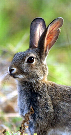 rabbit1-Book2