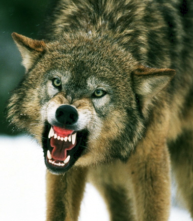 wolfteeth-Book2